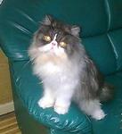 Hoo Rah Rae - Persian Cat