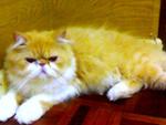 Aramis - Persian Cat