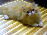 Aramis - Persian Cat