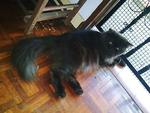 Caspian - Domestic Long Hair Cat