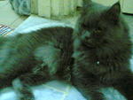 Ollie Musten - Persian Cat