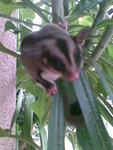 Sparklez - Sugar Glider Small & Furry