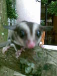 Sparklez - Sugar Glider Small & Furry