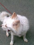 Snowy - Corgi + Pomeranian Dog