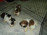 1st litter