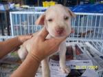 Blue Eyed Boy - Mixed Breed Dog