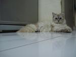 Abang &amp; Adik - Persian + Domestic Long Hair Cat