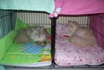 Abang &amp; Adik - Persian + Domestic Long Hair Cat