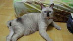 Ah Boy - Tonkinese Cat