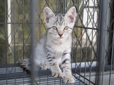 Tea - Bengal + Domestic Medium Hair Cat