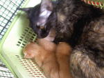 Princess And Her Kittens - Domestic Short Hair Cat