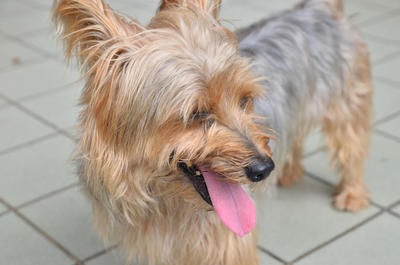 No Name - Silky Terrier Dog