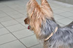 No Name - Silky Terrier Dog