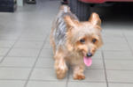 No Name - Silky Terrier Dog