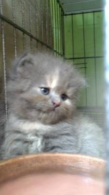 Katen Kyokotsu - Persian Cat