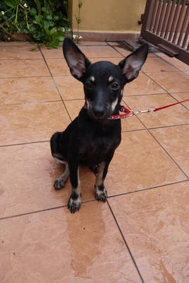 Mj - Min Pin Look-a-like - Miniature Pinscher Mix Dog