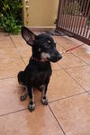 Mj - Min Pin Look-a-like - Miniature Pinscher Mix Dog