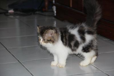 Sitam - Domestic Long Hair Cat