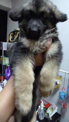 German Shepherd-thick Coat Big Bone - German Shepherd Dog Dog