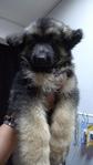 German Shepherd-thick Coat Big Bone - German Shepherd Dog Dog