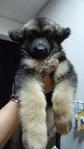 German Shepherd-thick Coat Big Bone - German Shepherd Dog Dog