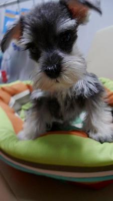 Miniature Schnauzer   - Schnauzer Dog
