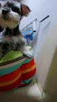 Miniature Schnauzer   - Schnauzer Dog
