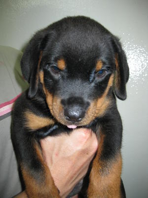 Big2boned Rottweiler Puppies - Rottweiler Dog