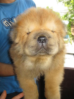 Small Size Big Mouth Chow Chow - Chow Chow Dog