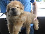 Small Size Big Mouth Chow Chow - Chow Chow Dog