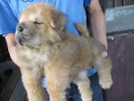 Small Size Big Mouth Chow Chow - Chow Chow Dog