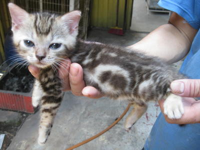 Black+white America Shorthair Girl - American Shorthair Cat