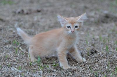 Toby - Domestic Short Hair Cat