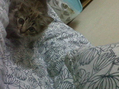 Terung - Tabby Cat