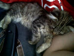 Terung - Tabby Cat