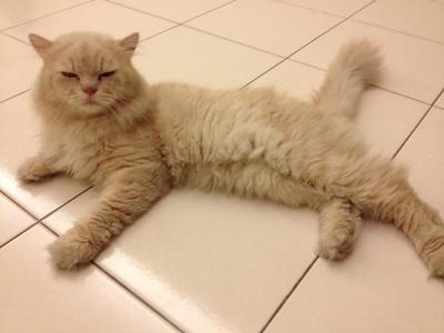 Ginger - Persian Cat