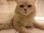 Ginger - Persian Cat