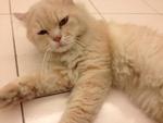 Ginger - Persian Cat