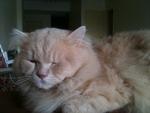 Ginger - Persian Cat