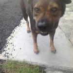 Please I Need A Home Urgently! - Mixed Breed Dog