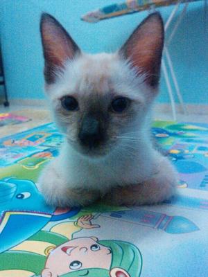 Kenyong - Siamese Cat