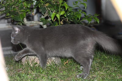 Anggora - Persian + Maine Coon Cat