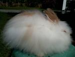 Rabbit Anggora - Angora Rabbit Rabbit