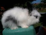 Rabbit Anggora - Angora Rabbit Rabbit