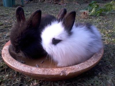 Baby Rabbit Anggora - Angora Rabbit Rabbit