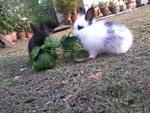 Baby Rabbit Anggora - Angora Rabbit Rabbit