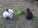 Baby Rabbit Anggora - Angora Rabbit Rabbit