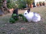 Baby Rabbit Anggora - Angora Rabbit Rabbit