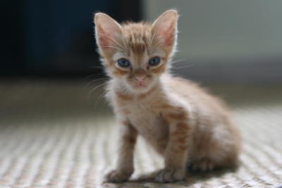 Mandarin - Domestic Short Hair Cat