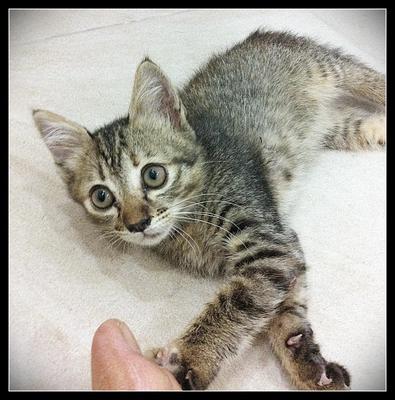 Tania - Domestic Short Hair + Tabby Cat